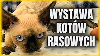 Wystawa kotów rasowych  Wrocław Hala Orbita  7082024 [upl. by Gnirol494]