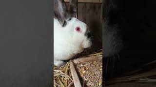 Popołudnie u królików hobby cute bunny rabbit farming [upl. by Delsman]