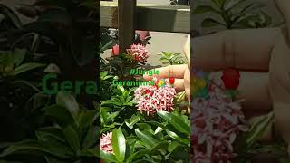 💐🌺Ixora Coccinea is a Species of flowering plant🌿🌻🌳In the Family 👪 RubiaceaeYoutube shorts🍅🥥🍆 [upl. by Madella334]