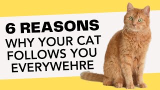 6 Reasons Why Your Cat Follows You Everywhere [upl. by Dorris]