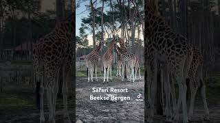 Safari Resort Beekse Bergen Vakantiehuisjes met uitzicht op een savanne met wilde dieren [upl. by Walliw]