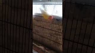 New birds Fisherslotino Blue Pasnadaparrot Jamal vlog [upl. by Gracye]