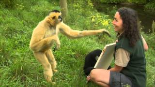 Conservation Connection White Cheeked Gibbon [upl. by Fayina]