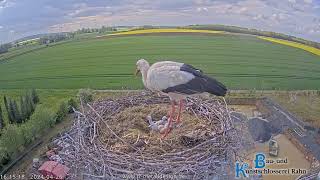 Storchennest Hungen  Erster Alarm und Futter für alle 3 🐥  26042024 [upl. by Jarl]