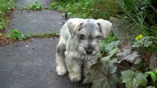 Monty The Miniature Schnoodle [upl. by Etnovahs]