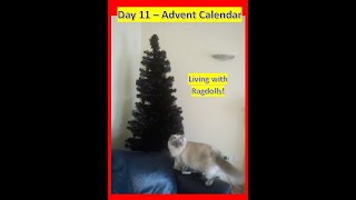 Advent Calendar Day 11 Living with Ragdolls [upl. by Borreri]