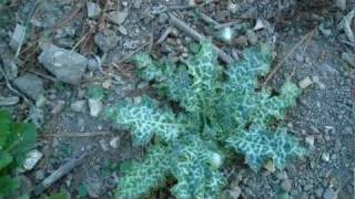 How to Identify Milk Thistle at All Stages of Life [upl. by Ludovick637]