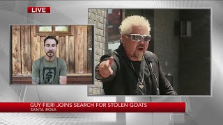 Guy Fieri joins search for stolen North Bay goats [upl. by Kimberly]