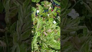 Pedilanthus plant care tips shorts plants gardening trending pedilanthus greenleaves viral [upl. by Uuge]