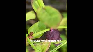 grouse whortleberry [upl. by Ahsenat]