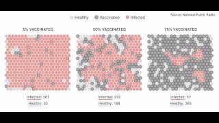 Herd Immunity Simulation credit to NPR [upl. by Killigrew]