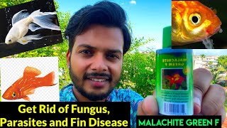 How to use Malachite Green F for fish  How to treat fungal infection on fish  Treatment of Fin Rot [upl. by Nahtahoj]