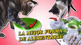 ¿Por qué TU GATO necesita GANARSE SU ALIMENTO con comederos de actividad o interactivos 😸🍲 [upl. by Einnoc961]