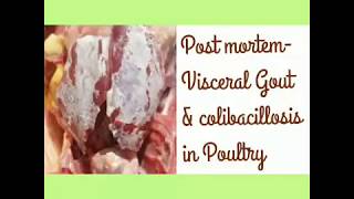 Post mortem lesion of a visceral gout and colibacillosis [upl. by Higginson646]