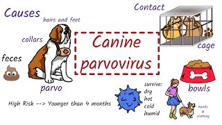 Parvovirus in Dogs Causes Symptoms Diagnosis Treatment [upl. by Briano]