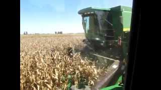 Trillando maiz  John Deere 1175  Harvesting corn [upl. by Ahse294]