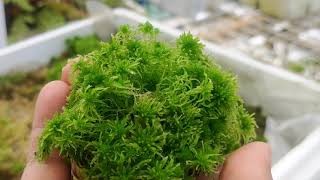 Sphagnum moss propagation and harvest [upl. by Buxton]