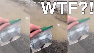 Releasing Betta Fish into quotNatural Habitatquot GONE WRONG  Fish Tank Review 52 [upl. by Pelpel]