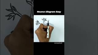 Neuron diagram biology diagram image papercraft [upl. by Kedezihclem]