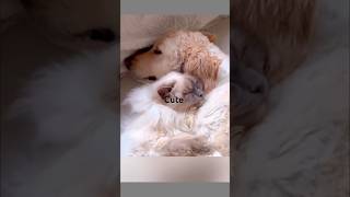 Why These Dogs and Cats Fell in Lovewildlife [upl. by Noed]