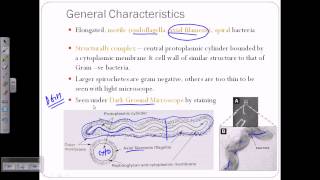 Spirochetes introductiion [upl. by Groot]