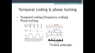 Lecture9d SoundAuditorySystem IV [upl. by Ev]