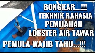 Tekhnik Kolam Pemijahan Lobster Air Tawar  Budidaya Lobster Air Tawar [upl. by Kala560]