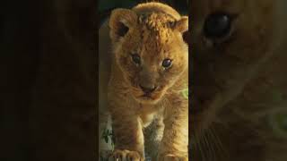 Lion Cubs First Encounter 🦁 shorts lion wildlife [upl. by Rehpotsirk]