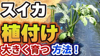 【すいか栽培】最初が肝心！苗植える時にやると、大きく育つ栽培方法【３つ】 [upl. by Obala234]