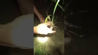 Many crab at rice field fishingvideo fishing fish crab ricefield reels shorts [upl. by Akirderf214]