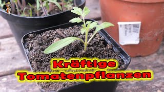 🍅 Tomaten pikieren für kräftige Pflanzen 💪🍅 [upl. by Erle]