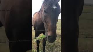 Feeding Horsies❤️🐴 horse [upl. by Dlorej]