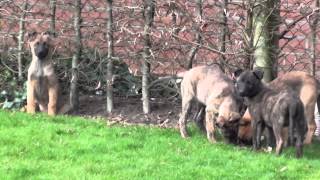 Bolkshof Mechelse herder pups te koop [upl. by Osber]