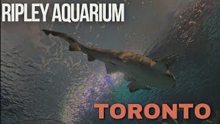 Ripley aquarium Toronto [upl. by Marc]