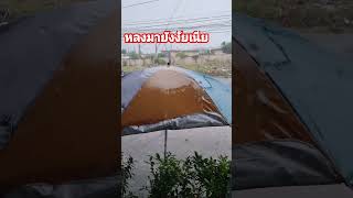 ใครตากข้าวเก็บทันมั้ย shots พยากรณ์อากาศ ฝนตกหนัก [upl. by Aloek]