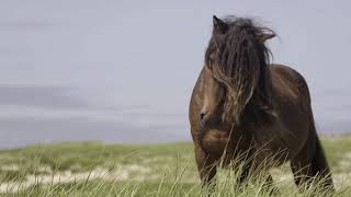 Discover Sable Island National Park Reserve [upl. by Noda]