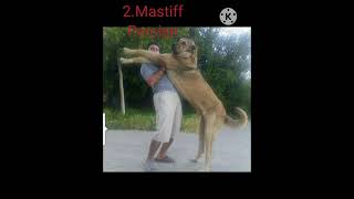 Top 5 Rase De Caini Ciobanesti Puternici Necunoscute kangal gsd malinois tibetanmastiff [upl. by Hutton313]