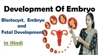 Pregnancy  Development of Embryo  In Hindi  NEET  Embryo development  NEET  MHTCET [upl. by Wulf]