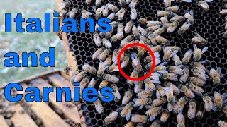 Italian Bees VS Carniolan Bees What we are doing and why I think [upl. by Goldshlag725]