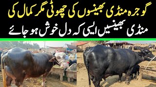 Today Gojra Maweshi Mandi  Buffalo Fresh Rates Update  Buffalo Mandi [upl. by Aissatsana]