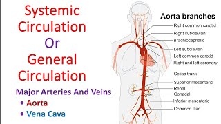 Systemic circulation in hindi  General circulation  Aorta  vena cava  Anatomy And Physiology [upl. by Lunneta]