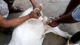 Castration process for male goats [upl. by Laforge516]