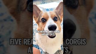 5 Reasons Why Corgis Are Like Cats 🐈 shorts corgi cat [upl. by Aihsem286]