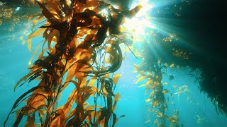 Are Underwater Farms the Future of Food  Our Frozen Planet  BBC Earth [upl. by Patsis]