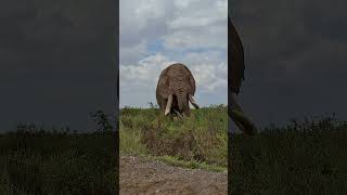 Meet Vronskyone of the biggest tuskers of Amboseli National ParkKenya [upl. by Fawnia541]