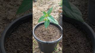 How to Grow Chilli Plants at Home [upl. by Halik]