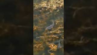 Carp at a drones eye view fishing nature lake lakemusconetcong monstercarp carp [upl. by Ardnohs]