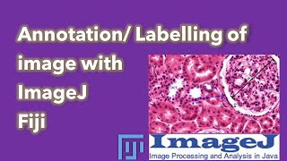 Annotation in imageJ  How to add arrow to ImageJ  Labelling in imageJ  Arrow Annotation [upl. by Masson]