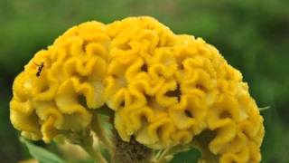 CocksComb  Velvet Celosia Flower [upl. by Eniagrom]