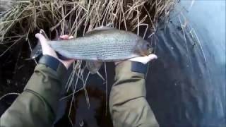 Upper Tweed Grayling Fishing Feb 2017 [upl. by Akeem]